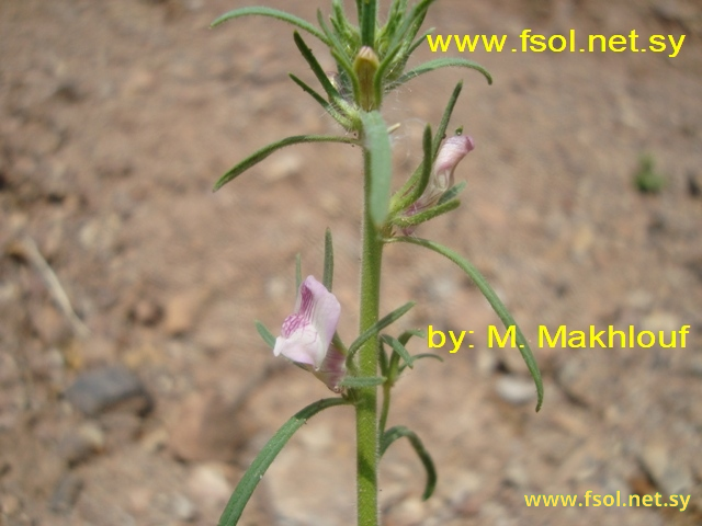 Misopatis orontium (L.) Rafin.